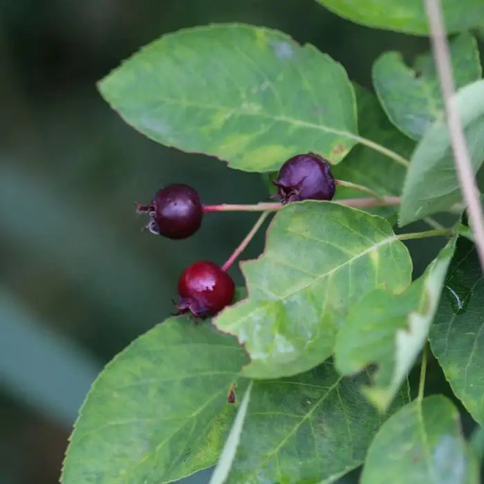 juneberry_2