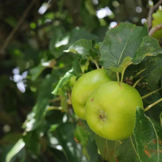 The Bramley's Seedling Apple Tree...