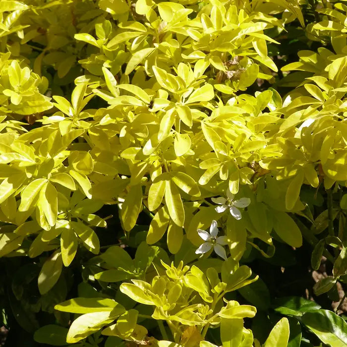 mexican_orange_blossom_-_golden-2