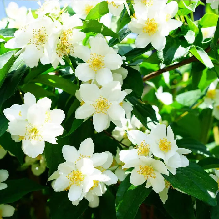 mock-orange-philadelphus-belle-etoile-_mock-orange-belle-etoile_-hedge-close-up-5
