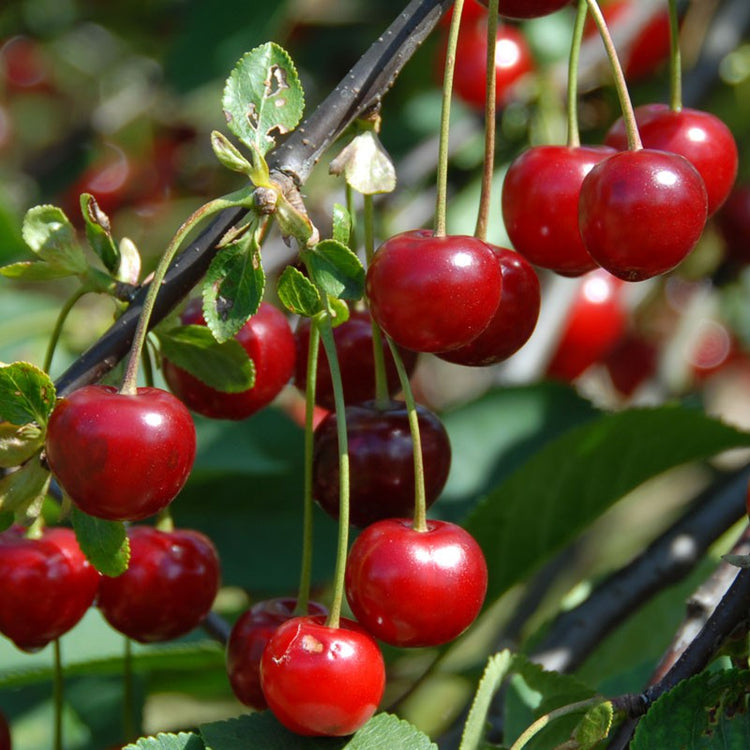 morello-cherry-tree-4