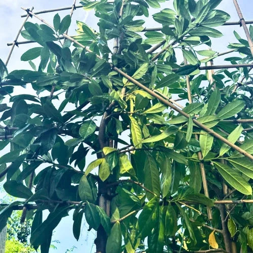 novita-laurel-pleached-tree-1