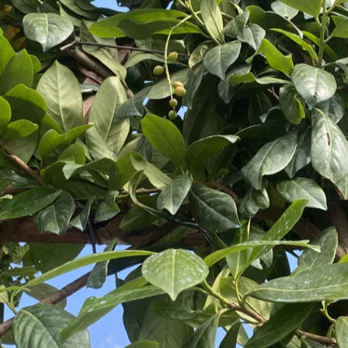 novita-laurel-pleached-tree-2