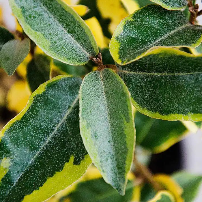oleaster-gilt-edge-_elaeagnus-x-ebbingei-gilt-edge_-leaves-2