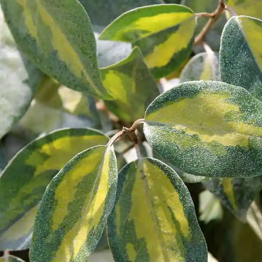Oleaster 'Limelight' Hedging...