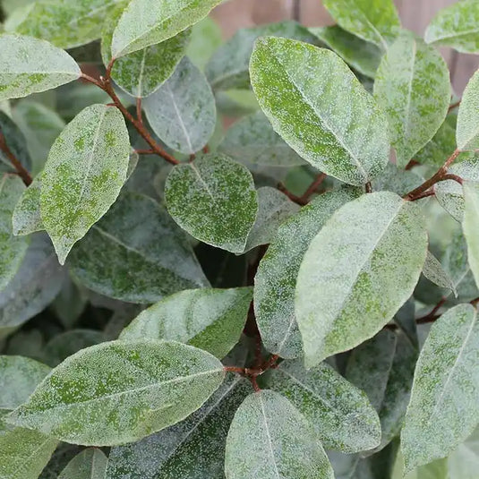 Oleaster 'Silverberry' Hedging...
