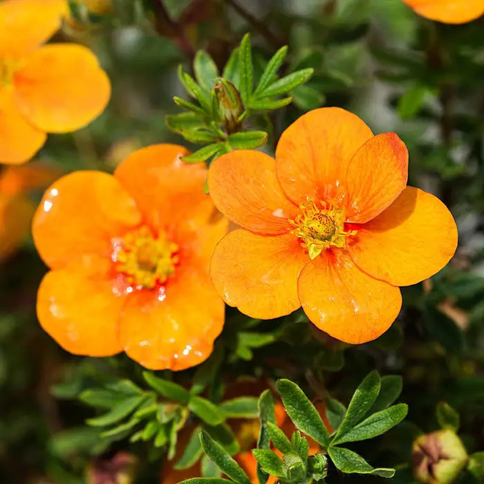 Orange Potentilla Pot Grown 5L 40/60cm (x40) Multi-deal