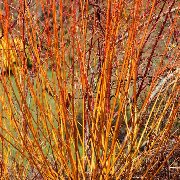 orange_dogwood_-_2