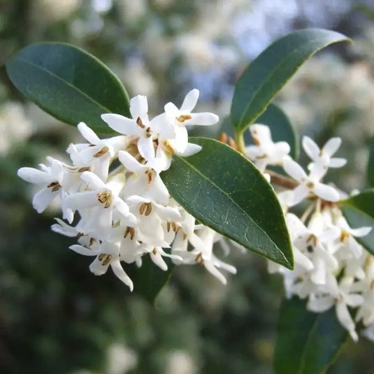 Osmanthus burkwoodii Hedging...