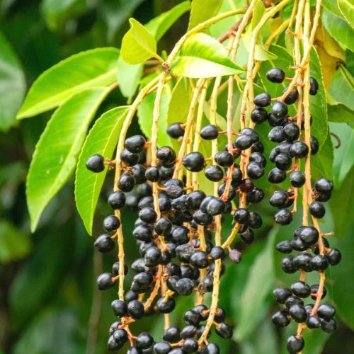 Portuguese Laurel Pleached Tree...