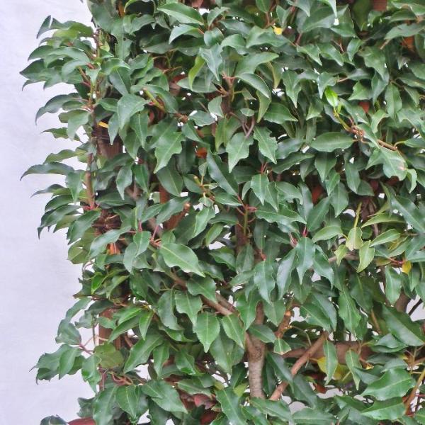 portuguese-laurel-pleached-tree-3