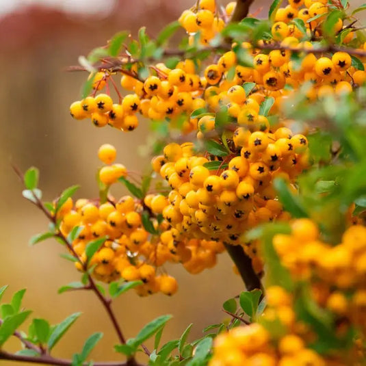 Firethorn Yellow Berries Pyracantha Hedging...