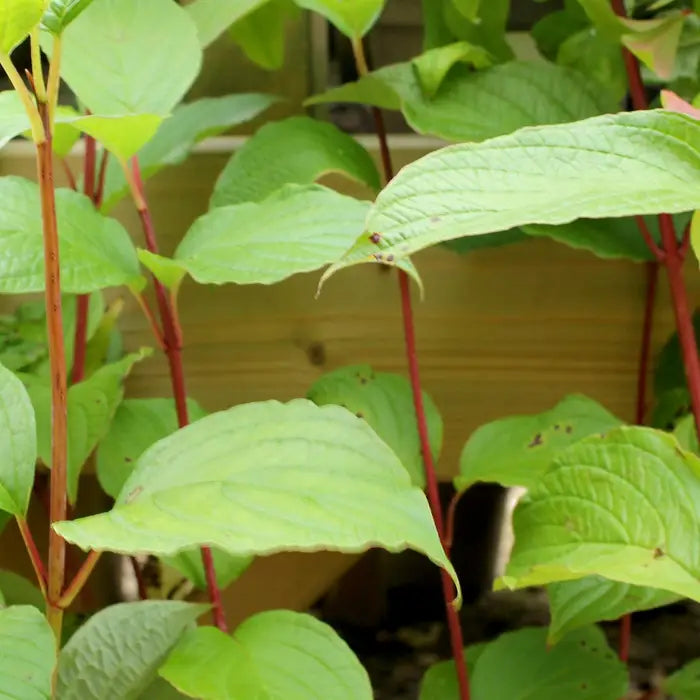 red-dogwood-_cornus-alba_-stems-and-leaf-close-up-4