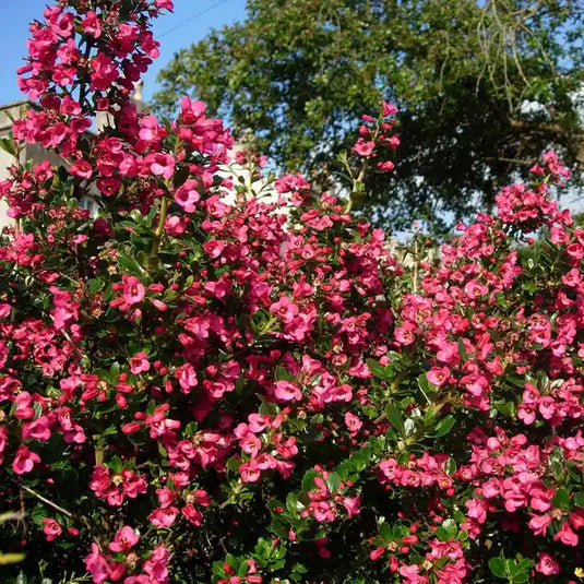 Escallonia Red Hedging...