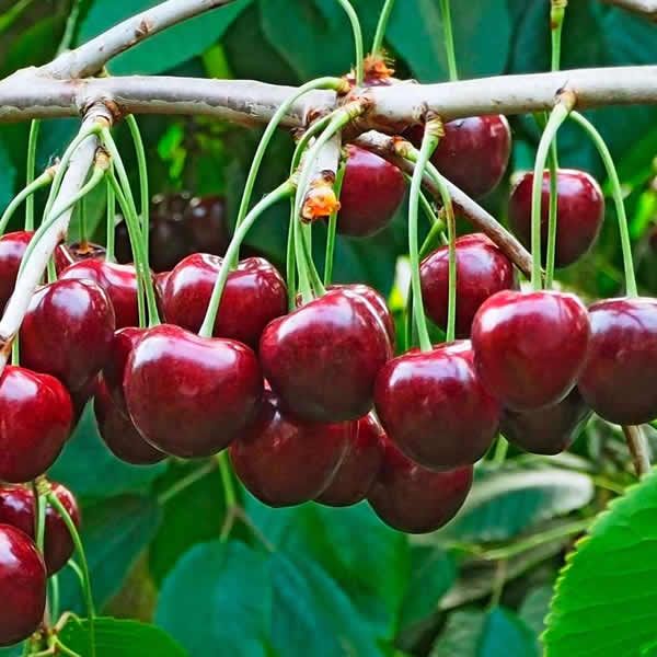 Regina Cherry Fruit Tree Hedge (Prunus avium 'Regina')