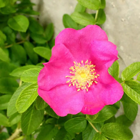 Ramanus 'Pink Rose' Shrub...
