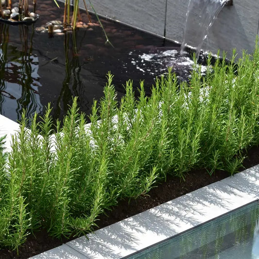 Rosemary Hedge Plant Hedge (Rosmarinus officinalis)