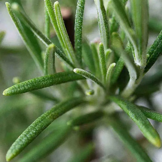 Rosemary Hedging...