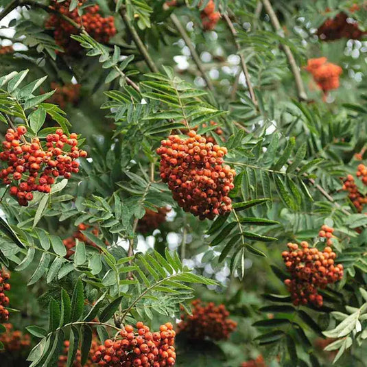 Rowan 'Mountain Ash' Hedging...