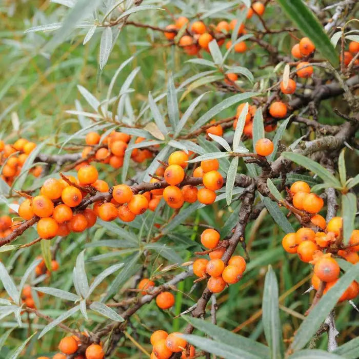 sea_buckthorn_3