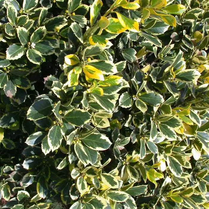 silver-holly-_ilex-aquifolium-argentea-marginata_-hedge-close-up-2