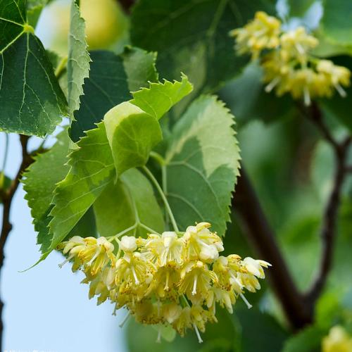 small-leaved-lime-pleached-tree-3