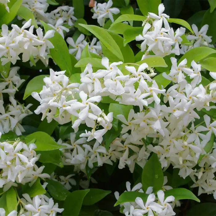 star-jasmine-trachelospermum-jasminoides-flowers-3