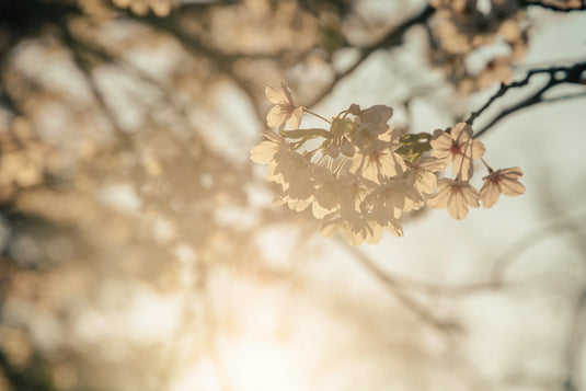 Ornamental Trees...