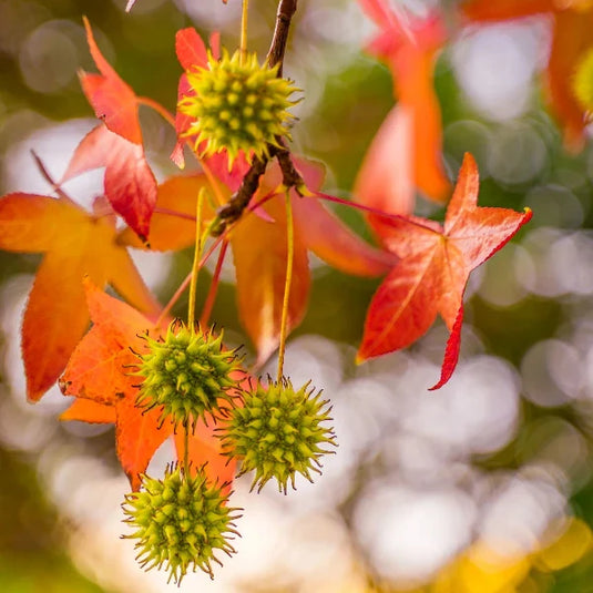The Sweetgum Pleached Tree...