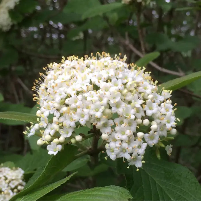 viburnum-lantana-flower-cluster-close-up-2