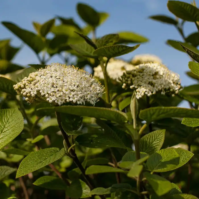 viburnum_lantana_3