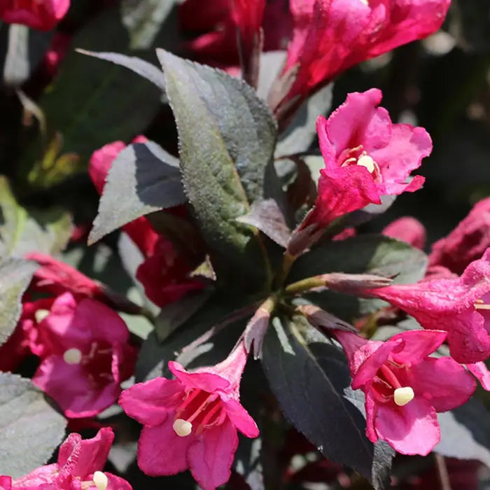 weigela_minor_black_-_species_image_1