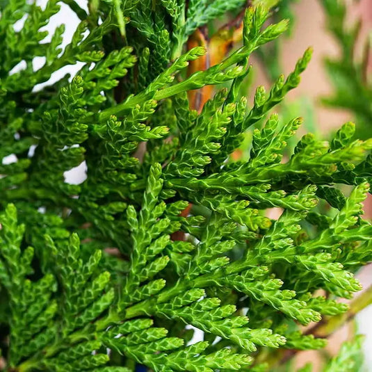 Western Red Cedar Hedging...