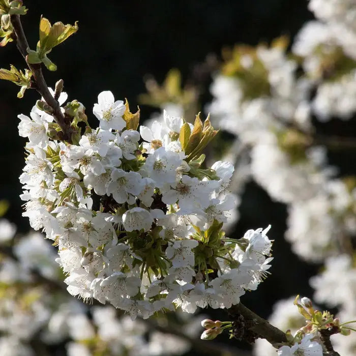 wild-cherry-_prunus-avium_-flowers-2