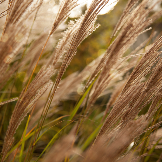 Adagio Maiden Ornamental Grasses Pot Grown 2L