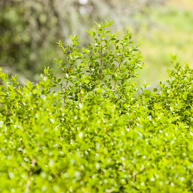 Berberis Evergreen Pot Grown 2L 20/40cm