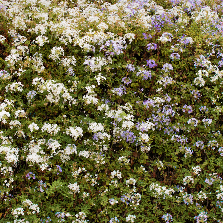 Bird Friendly Flowering Mixed Native Hedging Bare root 60/90cm (x50)