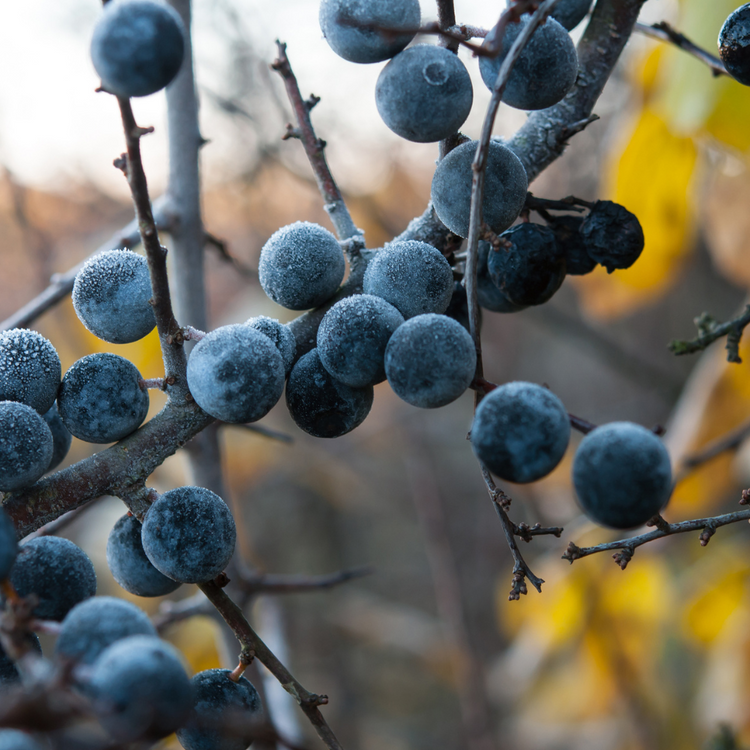 Blackthorn Based Mixed Native Hedging Bare root 90/120cm