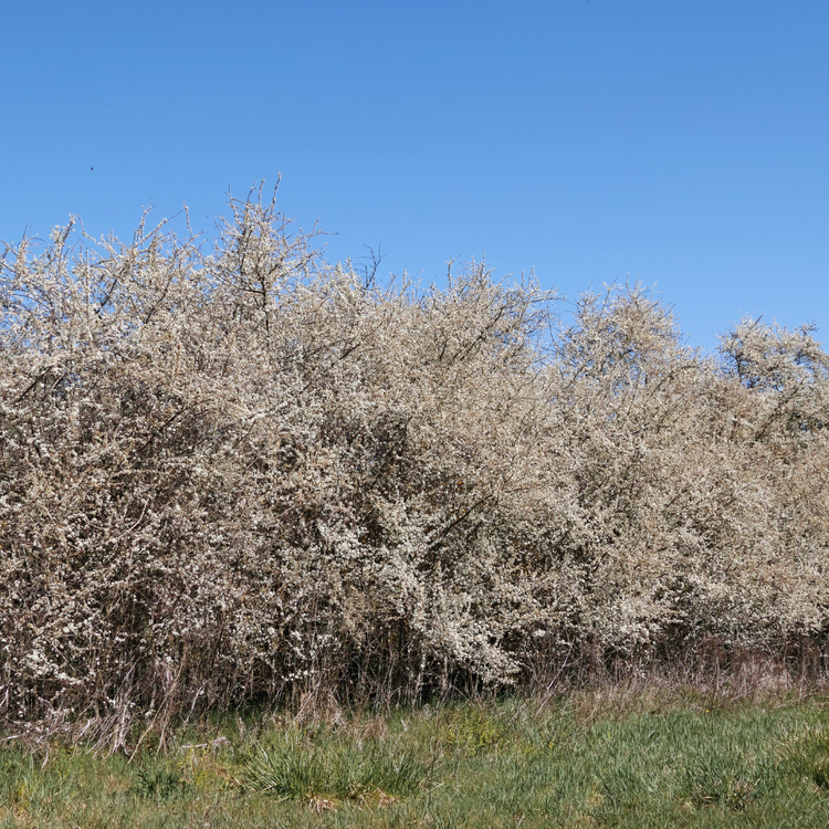 Blackthorn hedge Pot Grown 7.5L 100/125cm