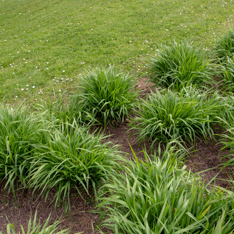 Blue Moor Ornamental Grasses Pot Grown 2L