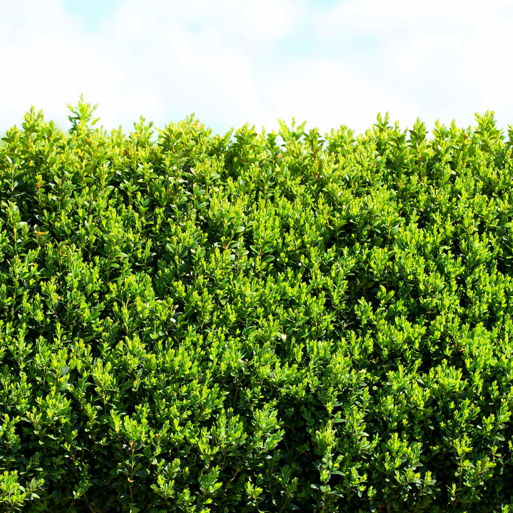 xBoxHedging3