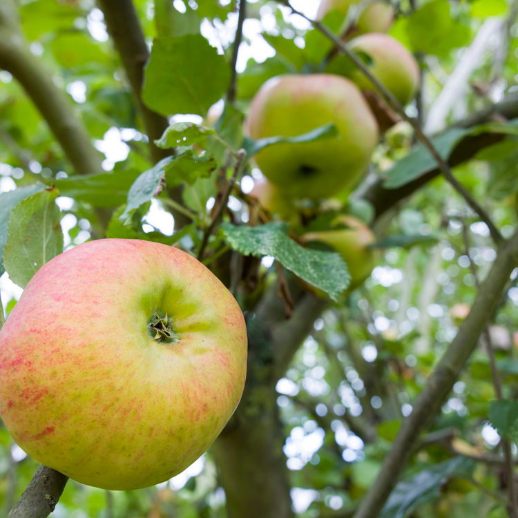 Bramleys Seedling Apple Fruit Tree Pot Grown 7.5L 125/150cm
