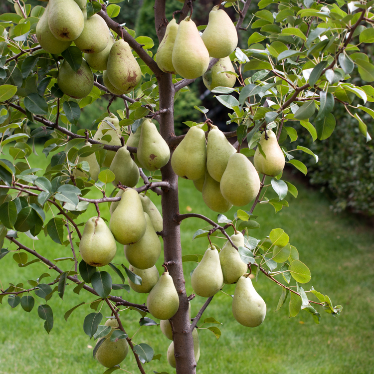 Clapps Favourite Pear Fruit Tree Pot Grown 7.5L 100 Trellis