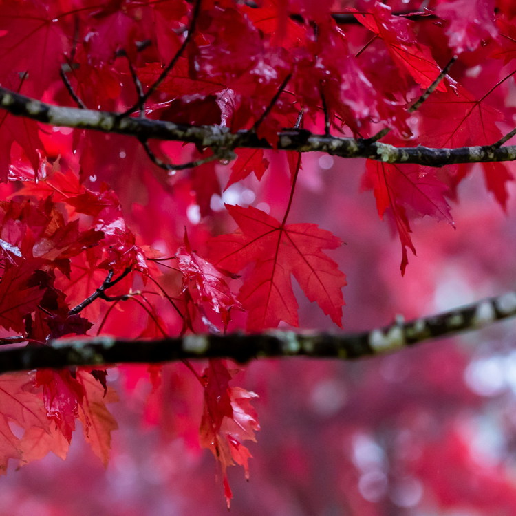 Crimson King Maple Ornamental Tree Pot Grown 20L 8/10 Girth