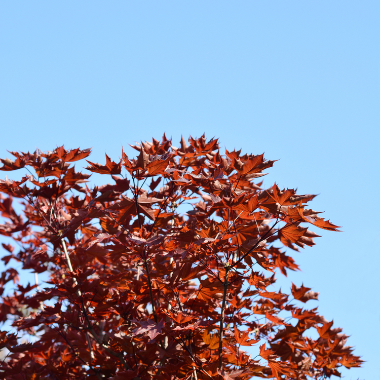 Crimson Sentry Norway Maple Ornamental Tree Pot Grown 12L 150 Stem