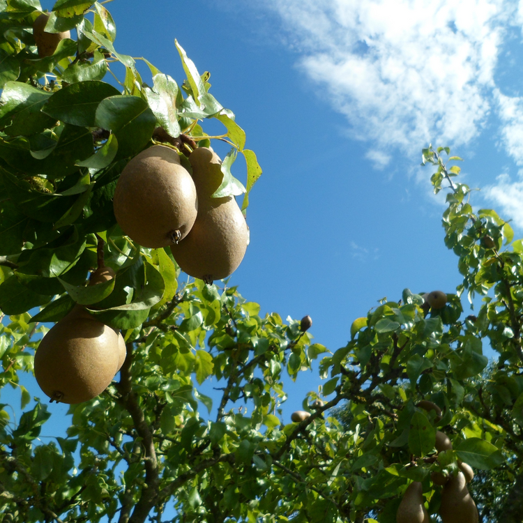 Doyenne du Comice Pear Fruit Tree Bare root 100/125cm