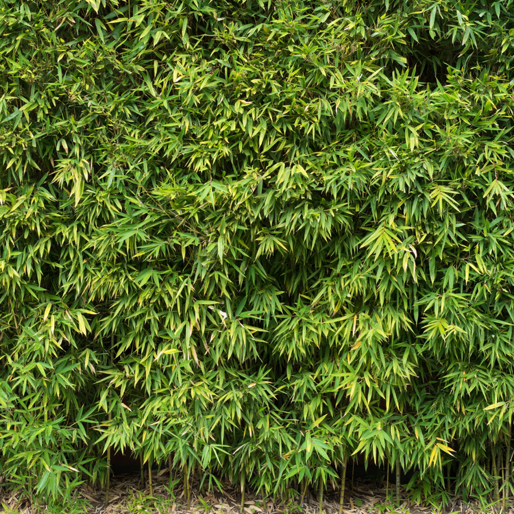 Dragon Head Bamboo Pot Grown 5L 40/60cm