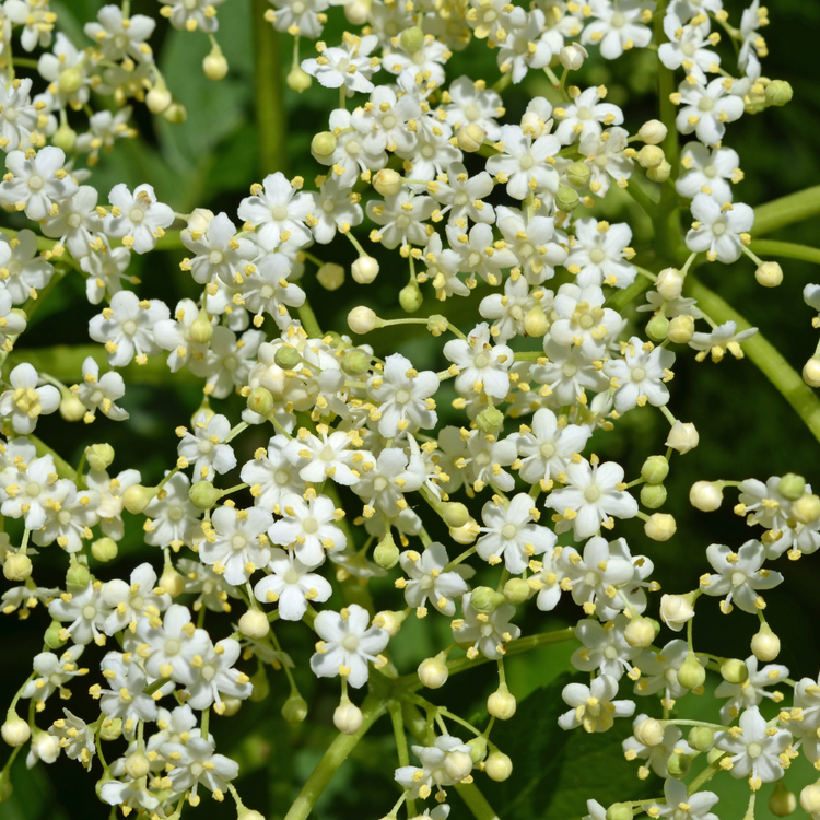 Elder Bare root 60/80cm (x100) Multi-deal