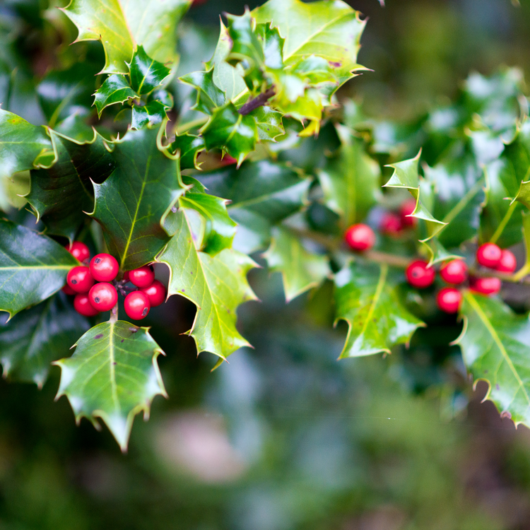 English Holly Pot Grown 10L 80/100cm