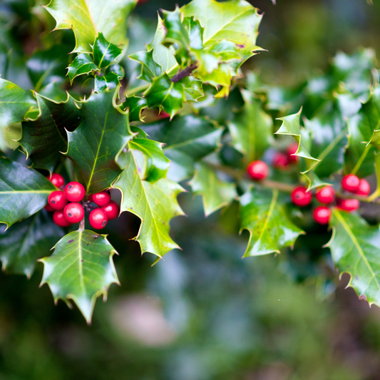 English Holly Pot Grown 10L 100/125cm